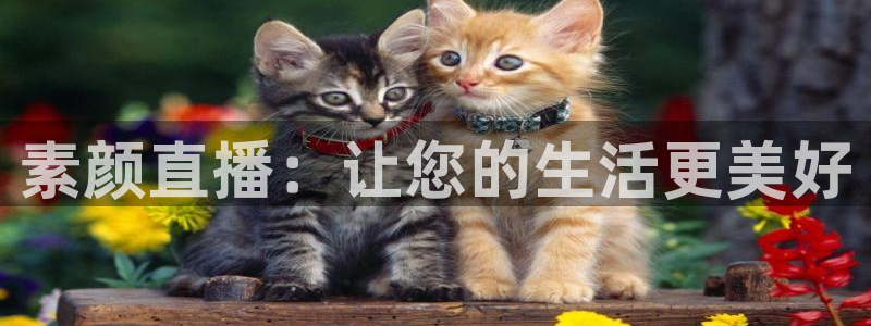 熊猫高清直播：素颜直播：让您的生活更美好