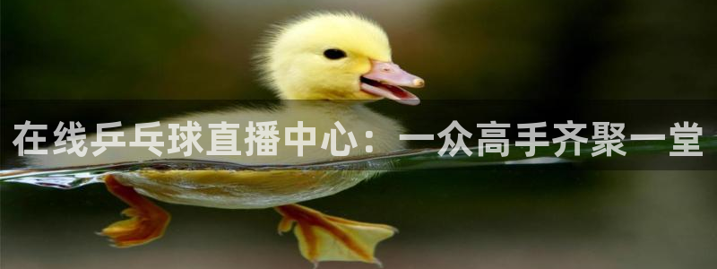 熊猫直播下载：在线乒乓球直播中心：一众高手齐聚一堂